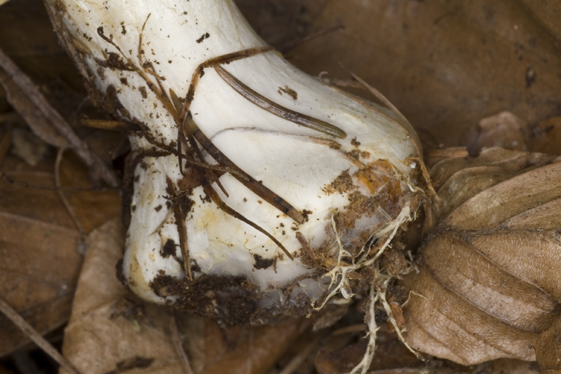 Agaricus sylvicola (Vittadini) Saccardo ???